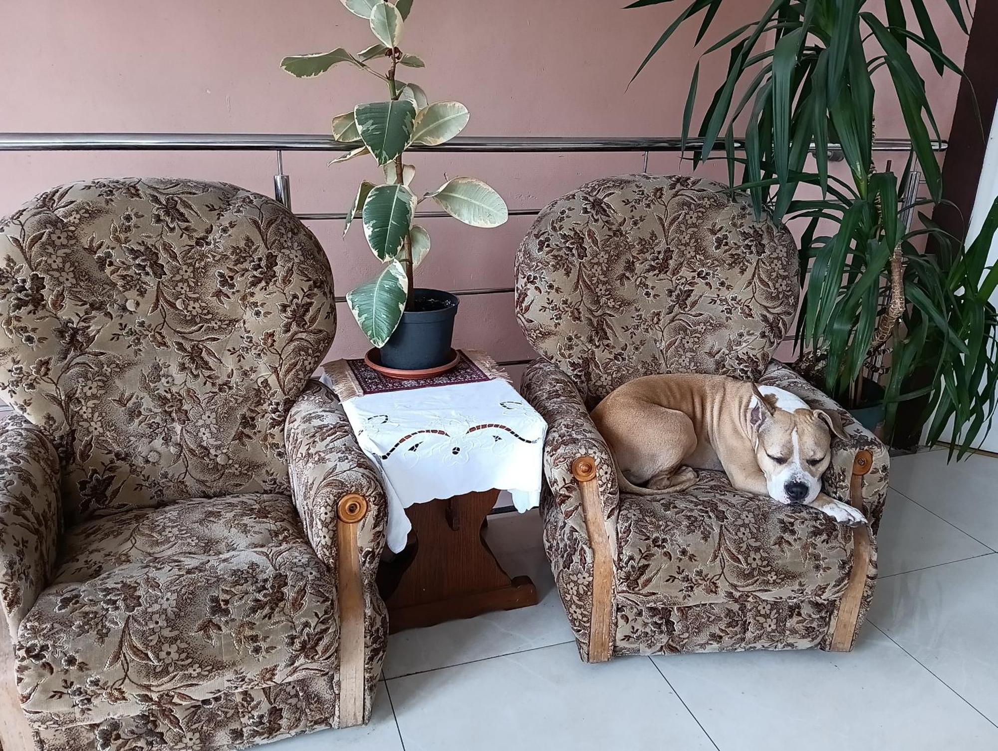 Noclegi Centrum Jelenia Góra Esterno foto